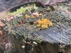 Dacrymycetaceae