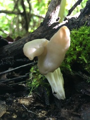 Helvella crispa