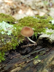Pluteus seticeps
