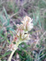Tofieldia calyculata