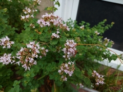 Origanum vulgare