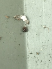 Araneae