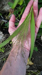 Panicum capillare