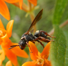 Epeolus bifasciatus