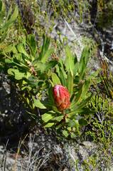 Protea susannae