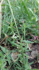 Oenothera suffrutescens