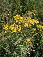Senecio sarracenicus