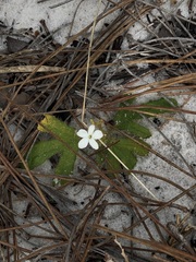 Cnidoscolus stimulosus