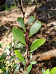 Pterocelastrus echinatus
