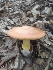 Amanita caesarea