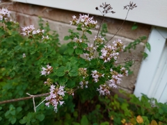 Origanum vulgare