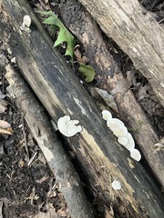 Fuscopostia fragilis