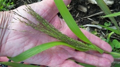 Panicum capillare