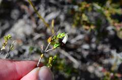 Erica imbricata