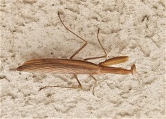 Mantis religiosa