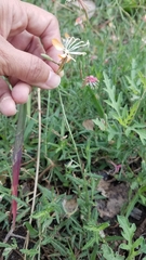 Oenothera suffrutescens