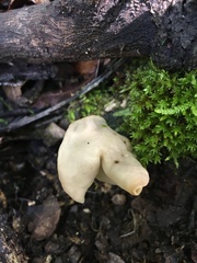 Helvella crispa