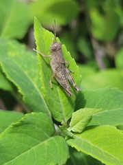 Melanoplus scudderi