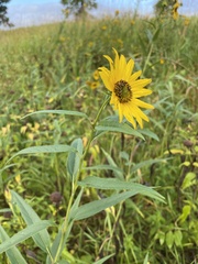 Helianthus pauciflorus
