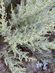 Artemisia maritima