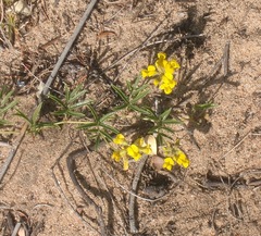 Rhynchosia ferulifolia