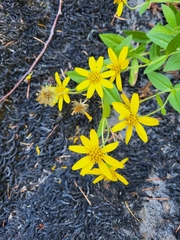 Arnica lanceolata