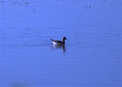 Phalaropus tricolor