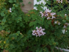 Origanum vulgare