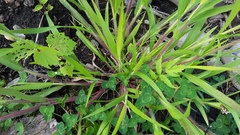 Panicum capillare