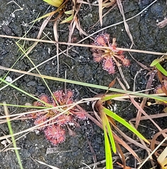 Drosera capillaris