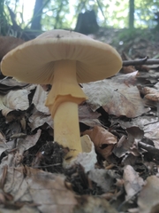 Amanita caesarea