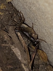 Velarifictorus micado