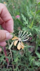 Oenothera suffrutescens