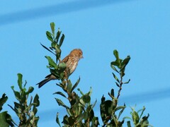 Carpodacus erythrinus