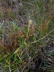 Tofieldia calyculata