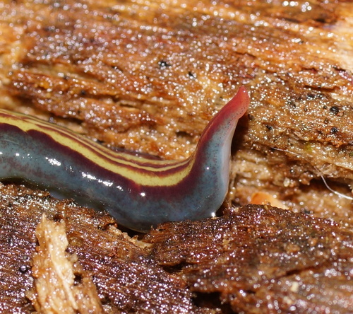 two-tone planarian, photo 4 of 10