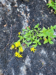Arnica lanceolata
