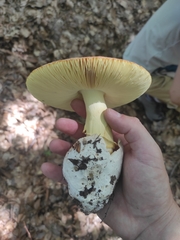 Amanita caesarea