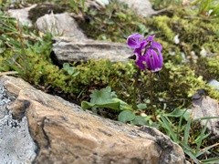 Primula frigida