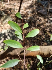 Pterocelastrus echinatus