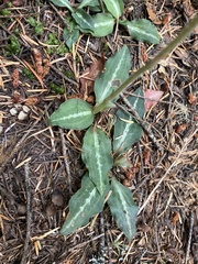 Goodyera oblongifolia