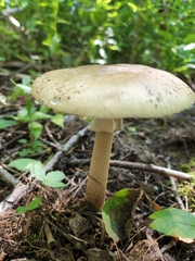 Amanita porphyria