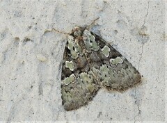 Leuconycta lepidula