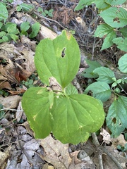 Trillium undulatum