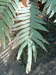 Pteris vittata