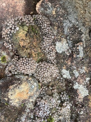 Conophytum comptonii