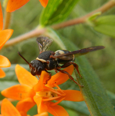 Epeolus bifasciatus