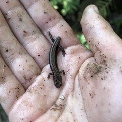 Desmognathus ochrophaeus