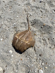 Limulus polyphemus