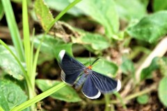 Melanchroia chephise
